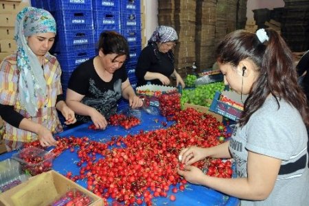 Rekolte düşünce tarlada 13 lira olan kiraz vatandaşın cebini yakacak