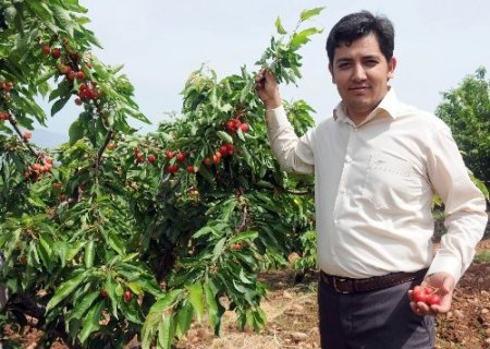 Rekolte düşünce tarlada 13 lira olan kiraz vatandaşın cebini yakacak