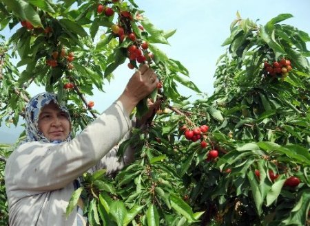 Rekolte düşünce tarlada 13 lira olan kiraz vatandaşın cebini yakacak