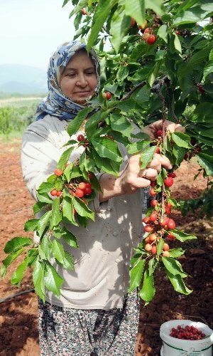 Rekolte düşünce tarlada 13 lira olan kiraz vatandaşın cebini yakacak