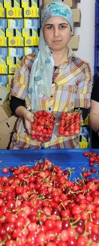 Rekolte düşünce tarlada 13 lira olan kiraz vatandaşın cebini yakacak