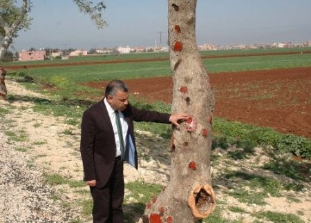 Reyhanlı’da 967 çınar ağacı dikildi