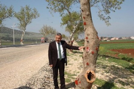 Reyhanlı’da 967 çınar ağacı dikildi