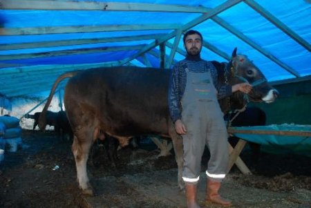 Rize Hayvan Pazarında Promosyonlu Kurbanlık