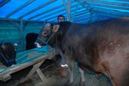 Rize Hayvan Pazarında Promosyonlu Kurbanlık