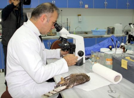 Rize’de atmaca ölümleri hızla artıyor