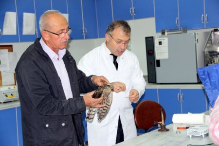 Rize’de atmaca ölümleri hızla artıyor