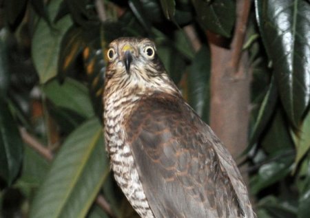 Rize’de atmaca ölümleri hızla artıyor