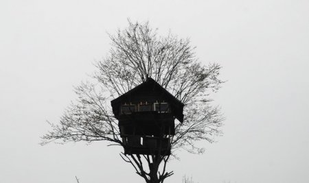 Rizeli 3 kafadar ağacın zirvesine yaptığı evde vakit geçiriyor