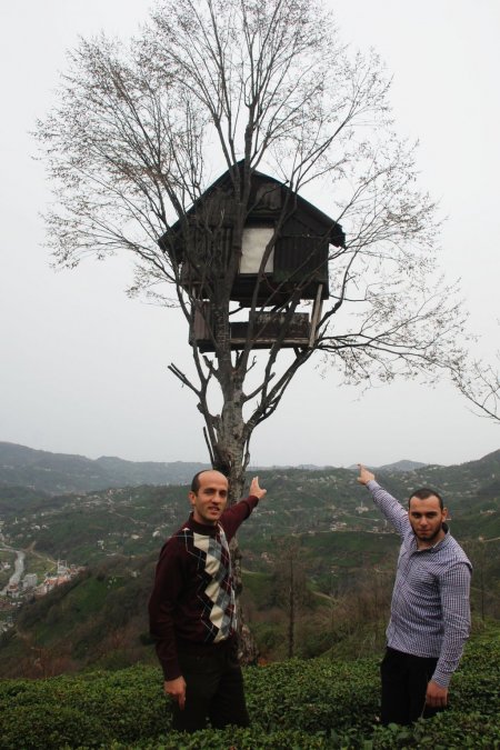 Rizeli 3 kafadar ağacın zirvesine yaptığı evde vakit geçiriyor
