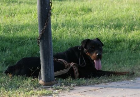 Rodwider Cinsi Köpek Sahibinin Kolunu Parçaladı