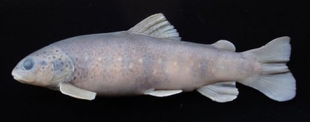 RTEÜ’de 4 yeni balık türü keşfedildi