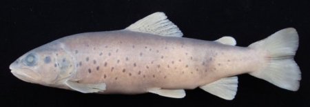 RTEÜ’de 4 yeni balık türü keşfedildi