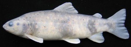 RTEÜ’de 4 yeni balık türü keşfedildi