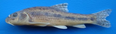 RTEÜ’de 4 yeni balık türü keşfedildi