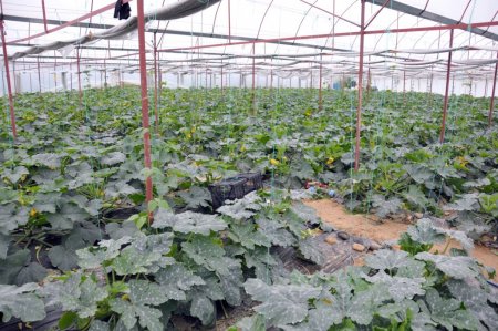 Rus kabağına iç piyasanın ilgisi Alanyalı çiftçileri umutlandırdı