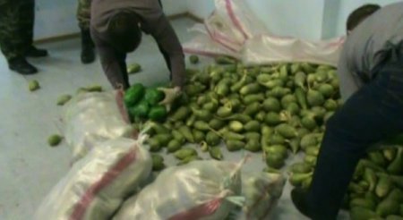 Rus polisinden operasyon; turpların arasında 187 kilogram eroin bulundu