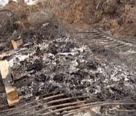 Rusya'da 300 Bin Tavuk Açlıktan Telef Oldu