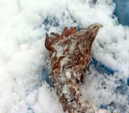 Rusya'da 300 Bin Tavuk Açlıktan Telef Oldu