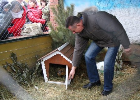 Rusya'da porsuklar, hava tahmininde bulundu