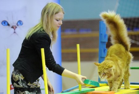 Rusya’da şişman kediler yarıştı