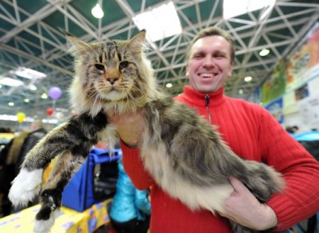 Rusya’da şişman kediler yarıştı