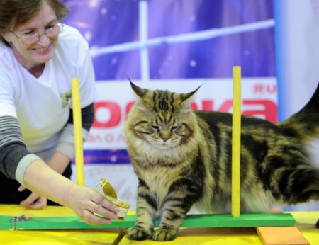 Rusya’da şişman kediler yarıştı