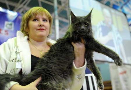 Rusya’da şişman kediler yarıştı