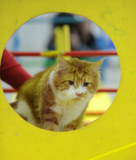 Rusya’da şişman kediler yarıştı