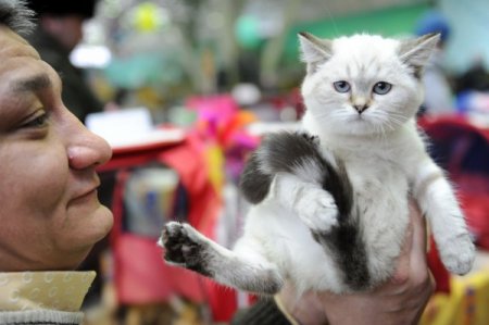 Rusya’da şişman kediler yarıştı