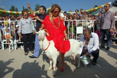 Safiye Soyman keçi sütü yarışmasına katıldı, Bolulular kahkahaya boğuldu