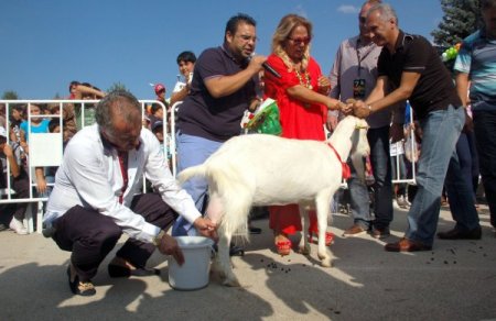 Safiye Soyman keçi sütü yarışmasına katıldı, Bolulular kahkahaya boğuldu