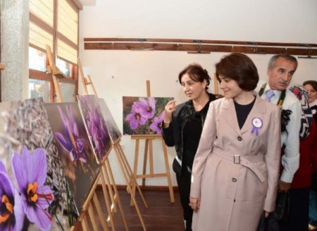 Safran hasadı başladı