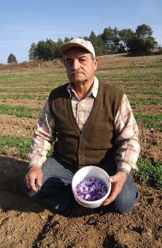 Safranbolu Safran'ı Tescilleniyor, Amaç Safran Üreticisini Korumak Ve Korsancılığı Önlemek