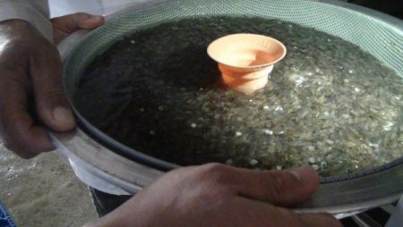 Sağım öncesi strese giren alabalıklar özel bakıma alınıyor