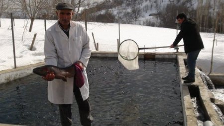 Sağım öncesi strese giren alabalıklar özel bakıma alınıyor