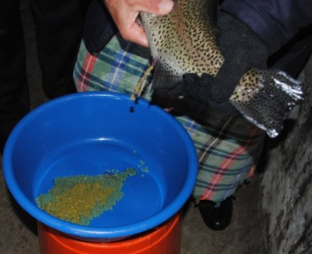 Sağım öncesi strese giren alabalıklar özel bakıma alınıyor