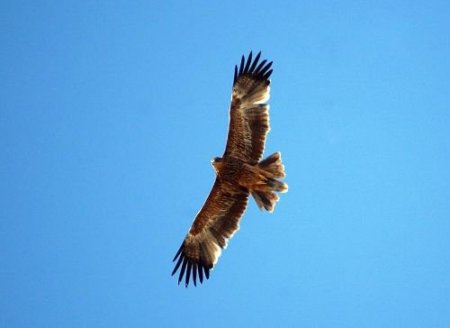 Şah Kartalları Göz Göre Göre Yok Oluyor
