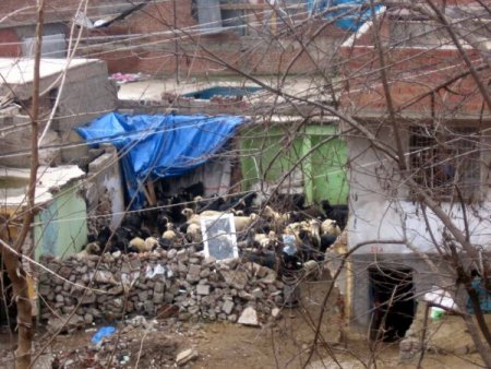 Sahabe Türbelerinin Yanı Başındaki Ahırların Yıktırılmaması Tepki Çekiyor