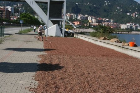 Sahilde kilometrelerce uzunluğunda fındık harmanı