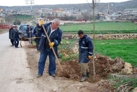 Şahinbey Belediyesi, Yeni Mahalleleri Ağaçlandırıyor
