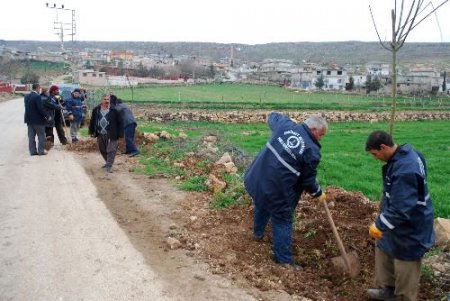 Şahinbey Belediyesi, Yeni Mahalleleri Ağaçlandırıyor
