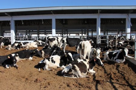 Sahipleri kayıplara karışınca inekler ölüme terk edildi