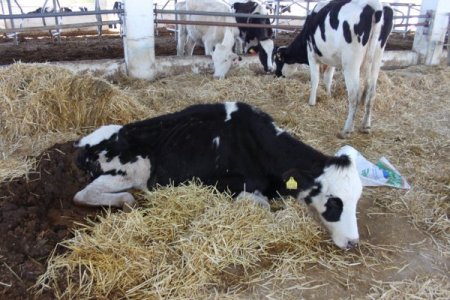 Sahipleri kayıplara karışınca inekler ölüme terk edildi