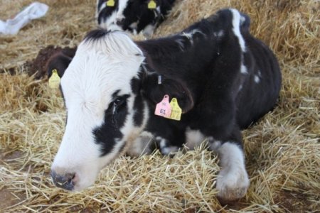 Sahipleri kayıplara karışınca inekler ölüme terk edildi