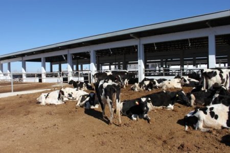 Sahipleri kayıplara karışınca inekler ölüme terk edildi