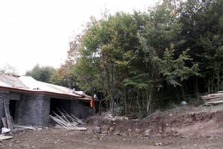 Sahipsiz sokak hayvanları, doğal yaşam alanlarını sevdi