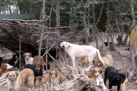 Sahipsiz sokak hayvanları, doğal yaşam alanlarını sevdi
