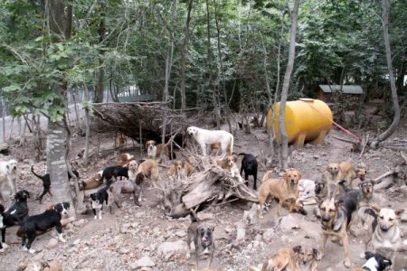 Sahipsiz sokak hayvanları, doğal yaşam alanlarını sevdi