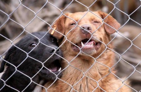 Sahipsiz sokak hayvanları, doğal yaşam alanlarını sevdi